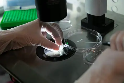 The IVF Process at our Dallas Lab